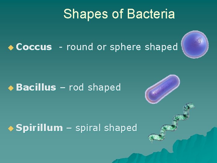 Shapes of Bacteria u Coccus - round or sphere shaped u Bacillus – rod