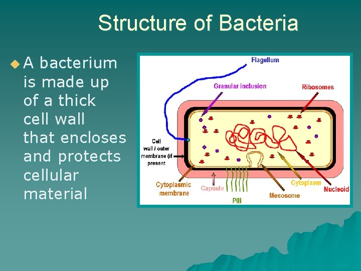 Structure of Bacteria u. A bacterium is made up of a thick cell wall