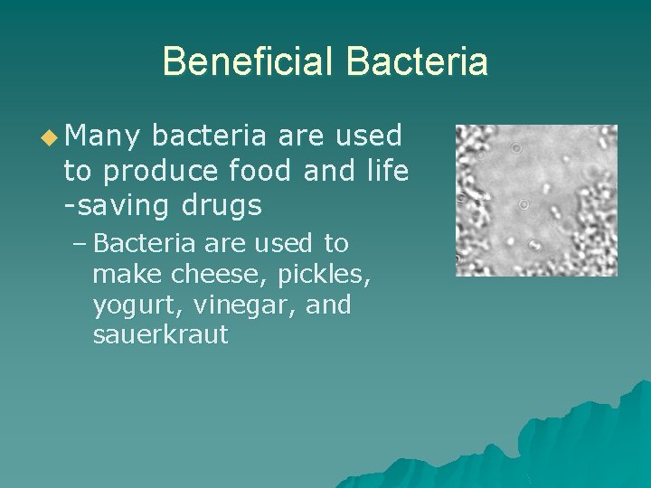 Beneficial Bacteria u Many bacteria are used to produce food and life -saving drugs