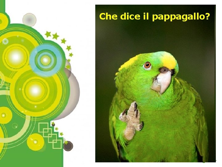 Che dice il pappagallo? Powerpoint Templates Page 14 