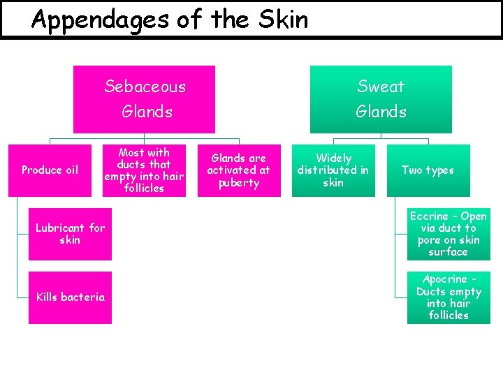 Appendages of the Skin Sebaceous Sweat Glands Produce oil Most with ducts that empty