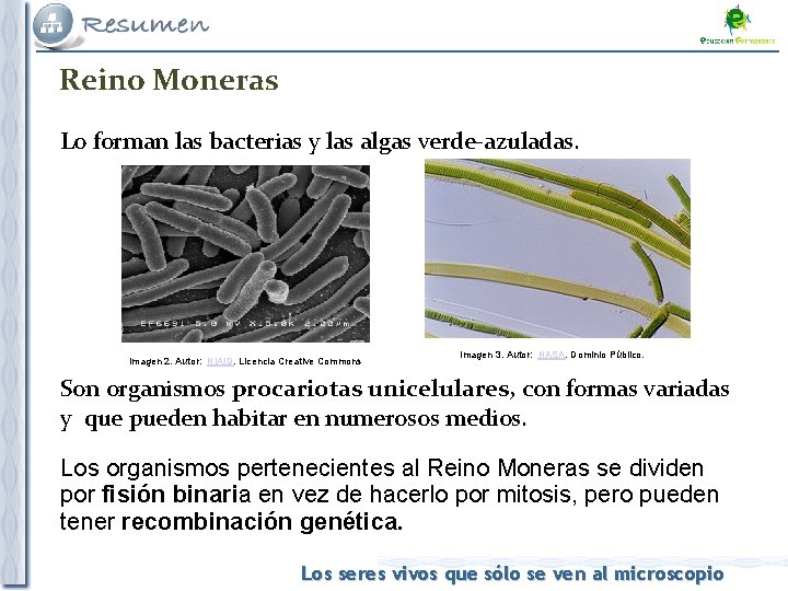 Reino Moneras Lo forman las bacterias y las algas verde-azuladas. Imagen 2. Autor: NIAID.