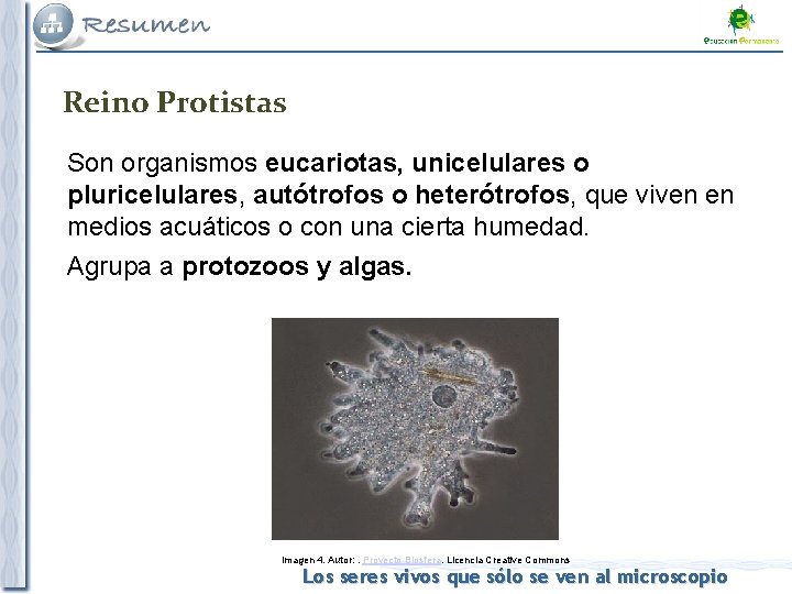 Reino Protistas Son organismos eucariotas, unicelulares o pluricelulares, autótrofos o heterótrofos, que viven en