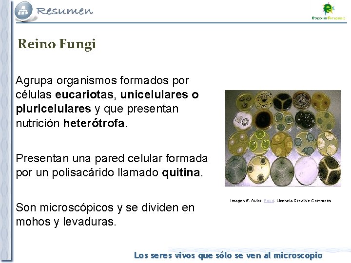 Reino Fungi Agrupa organismos formados por células eucariotas, unicelulares o pluricelulares y que presentan