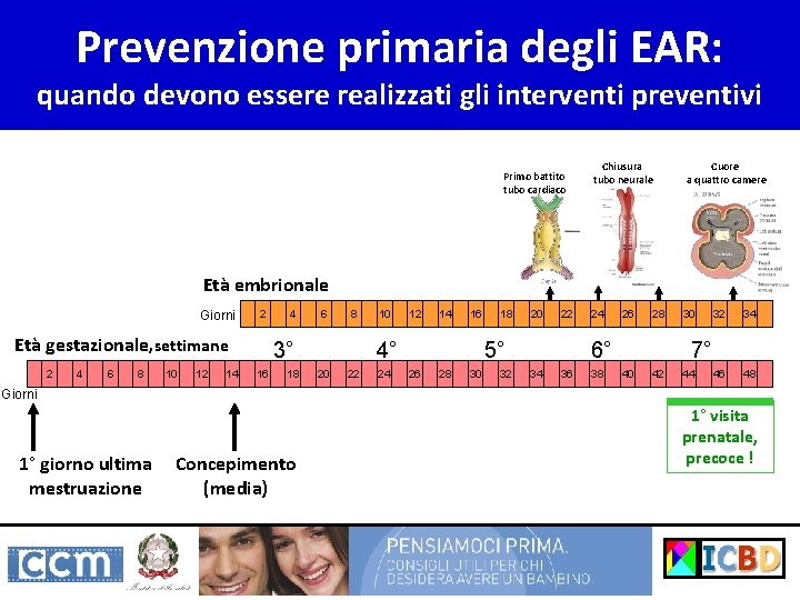 Prevenzione primaria degli EAR: quando devono essere realizzati gli interventi preventivi Primo battito tubo