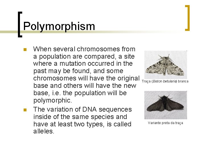 Single Nucleotide Polymorphisms SNPs DNA fragment n n