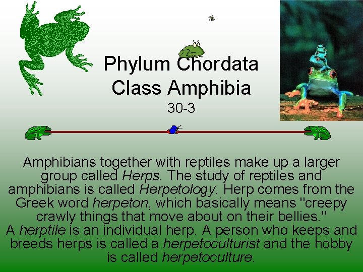 Phylum Chordata Class Amphibia 30 -3 Amphibians together with reptiles make up a larger