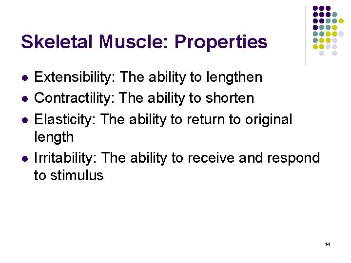 Skeletal Muscle: Properties l l Extensibility: The ability to lengthen Contractility: The ability to