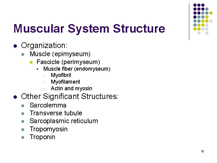 Muscular System Structure l Organization: l Muscle (epimyseum) l Fascicle (perimyseum) § l Muscle