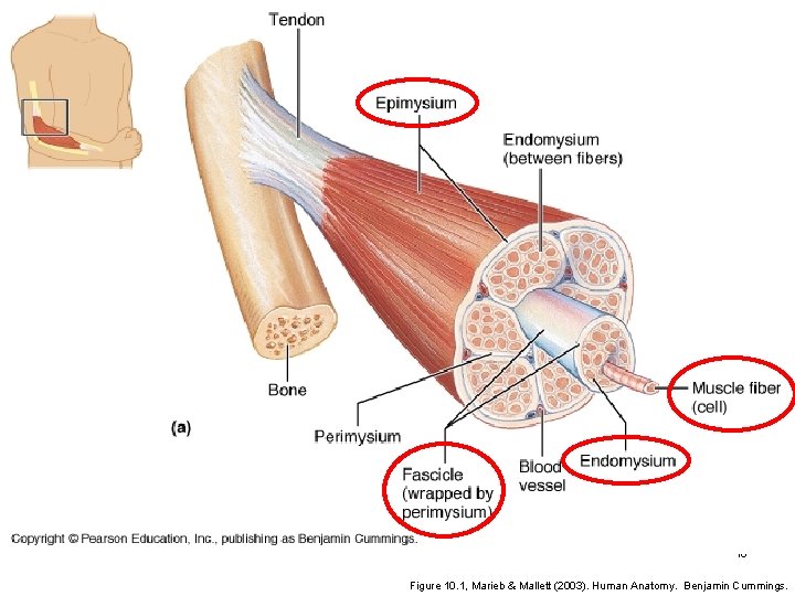 16 Figure 10. 1, Marieb & Mallett (2003). Human Anatomy. Benjamin Cummings. 