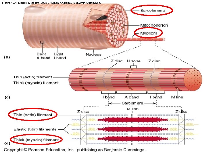 Figure 10. 4, Marieb & Mallett (2003). Human Anatomy. Benjamin Cummings. 17 