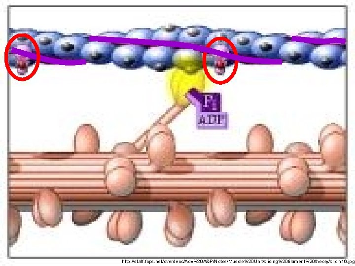 18 http: //staff. fcps. net/cverdecc/Adv%20 A&P/Notes/Muscle%20 Unit/sliding%20 filament%20 theory/slidin 16. jpg 