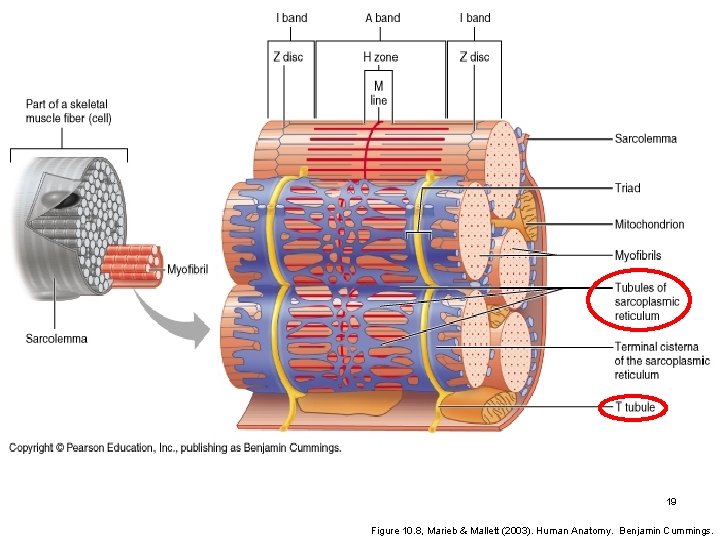 19 Figure 10. 8, Marieb & Mallett (2003). Human Anatomy. Benjamin Cummings. 