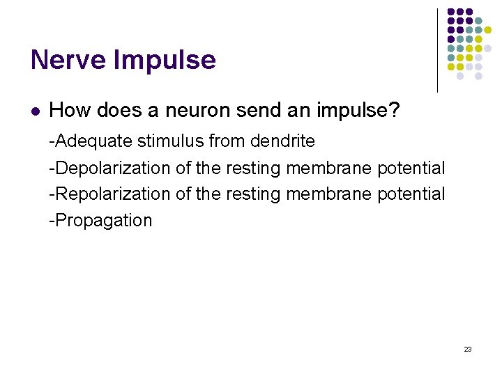 Nerve Impulse l How does a neuron send an impulse? -Adequate stimulus from dendrite