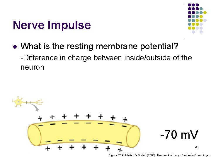 Nerve Impulse l What is the resting membrane potential? -Difference in charge between inside/outside