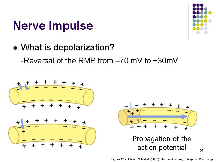 Nerve Impulse l What is depolarization? -Reversal of the RMP from – 70 m.