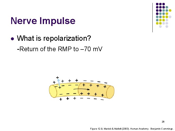 Nerve Impulse l What is repolarization? -Return of the RMP to – 70 m.