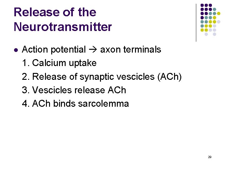 Release of the Neurotransmitter l Action potential axon terminals 1. Calcium uptake 2. Release