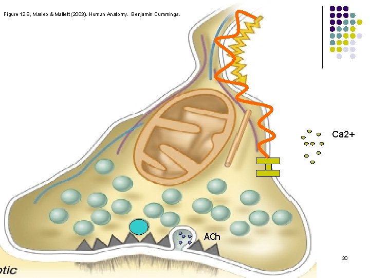 Figure 12. 8, Marieb & Mallett (2003). Human Anatomy. Benjamin Cummings. Ca 2+ ACh