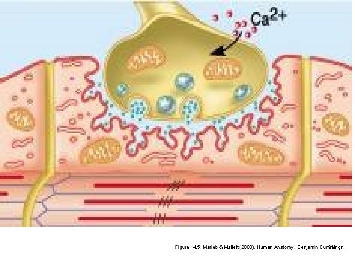 Figure 14. 5, Marieb & Mallett (2003). Human Anatomy. Benjamin Cummings. 31 