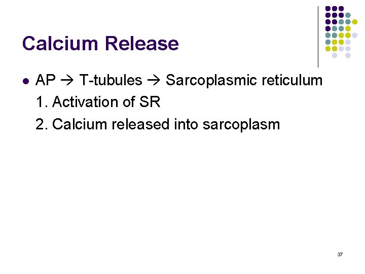 Calcium Release l AP T-tubules Sarcoplasmic reticulum 1. Activation of SR 2. Calcium released