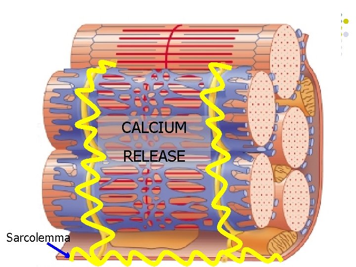 CALCIUM RELEASE Sarcolemma 38 
