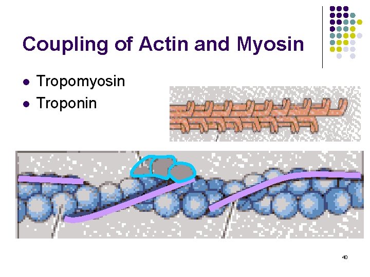 Coupling of Actin and Myosin l l Tropomyosin Troponin 40 