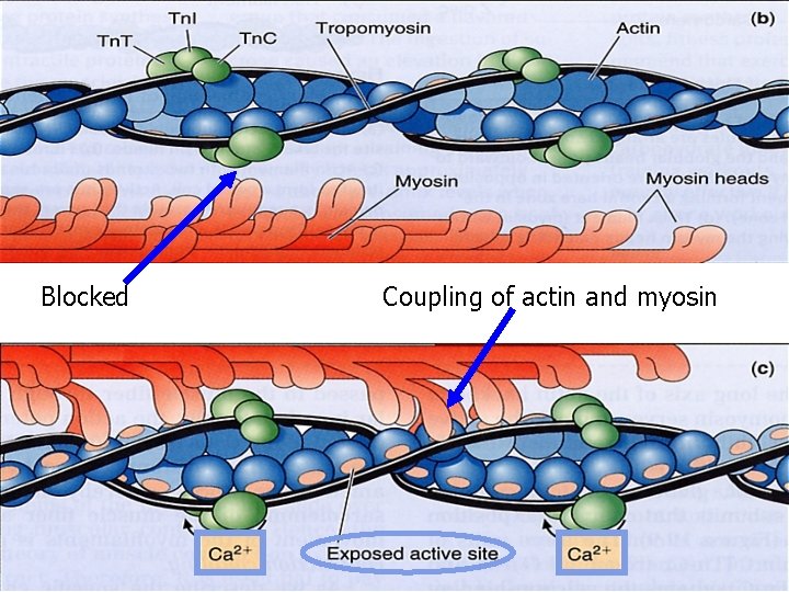 Blocked Coupling of actin and myosin 41 