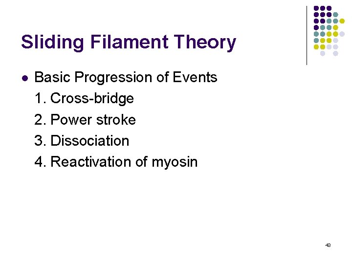 Sliding Filament Theory l Basic Progression of Events 1. Cross-bridge 2. Power stroke 3.