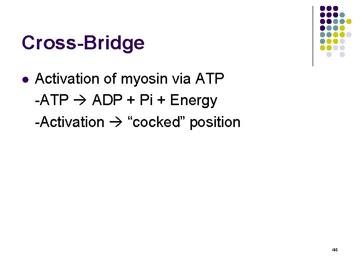 Cross-Bridge l Activation of myosin via ATP -ATP ADP + Pi + Energy -Activation