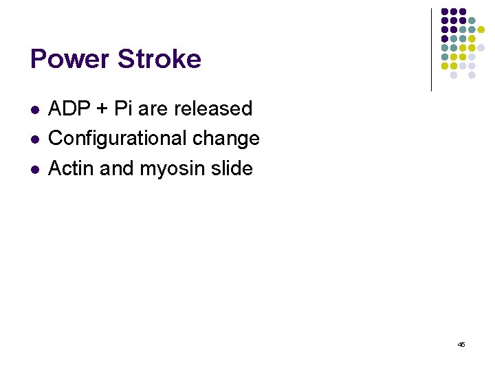 Power Stroke l l l ADP + Pi are released Configurational change Actin and