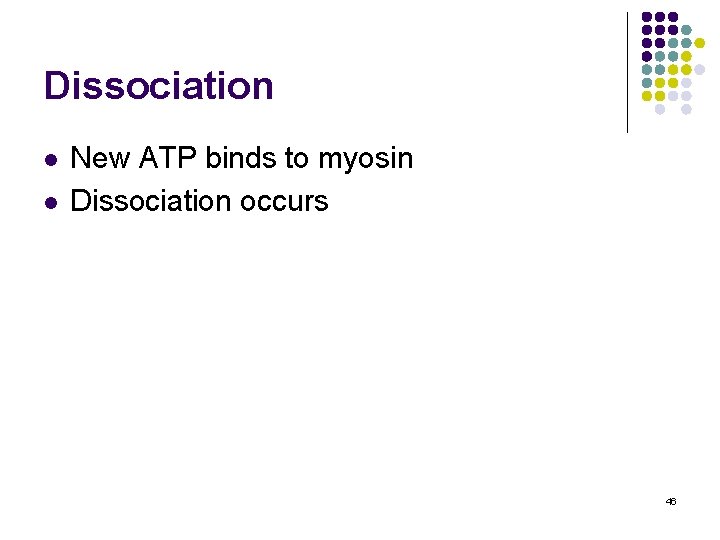 Dissociation l l New ATP binds to myosin Dissociation occurs 46 