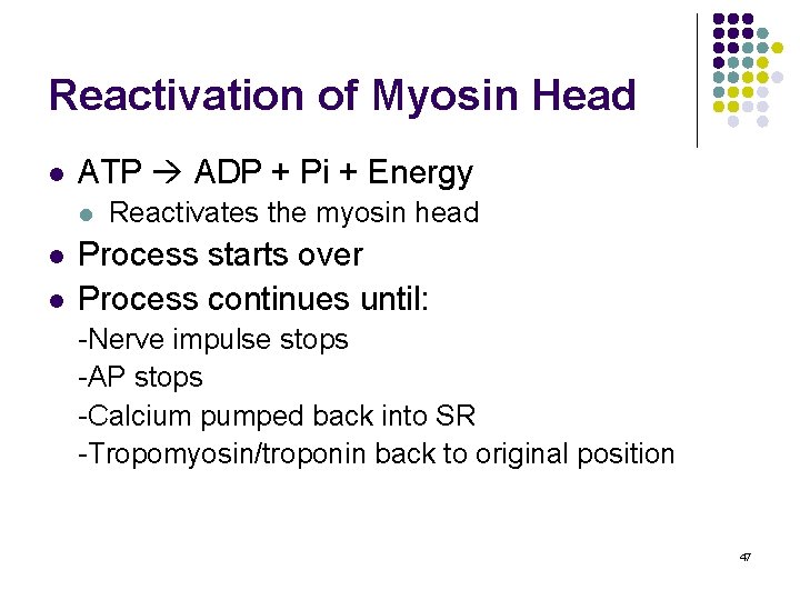 Reactivation of Myosin Head l ATP ADP + Pi + Energy l l l