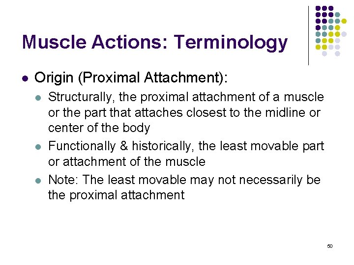 Muscle Actions: Terminology l Origin (Proximal Attachment): l l l Structurally, the proximal attachment