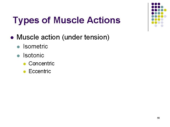 Types of Muscle Actions l Muscle action (under tension) l l Isometric Isotonic l