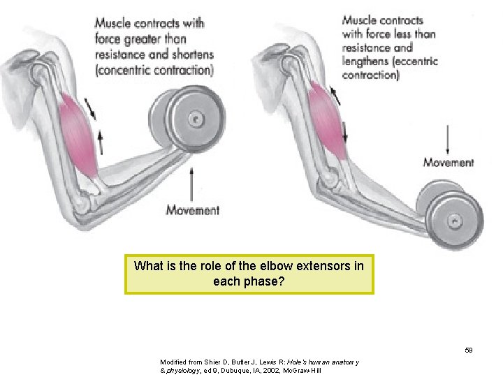 What is the role of the elbow extensors in each phase? 59 Modified from