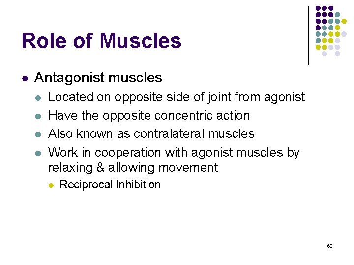 Role of Muscles l Antagonist muscles l l Located on opposite side of joint
