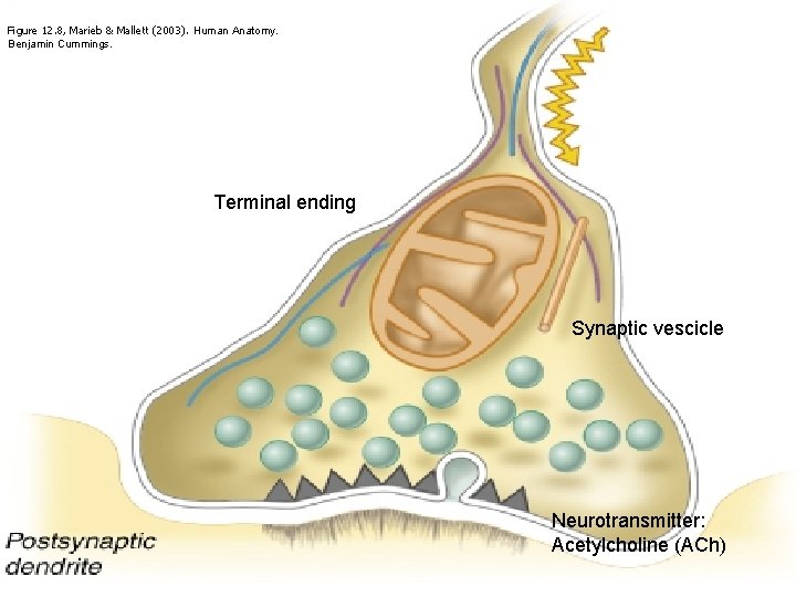 Figure 12. 8, Marieb & Mallett (2003). Human Anatomy. Benjamin Cummings. Terminal ending Synaptic