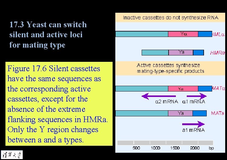 17. 3 Yeast can switch silent and active loci for mating type Figure 17.