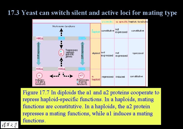 17. 3 Yeast can switch silent and active loci for mating type Figure 17.