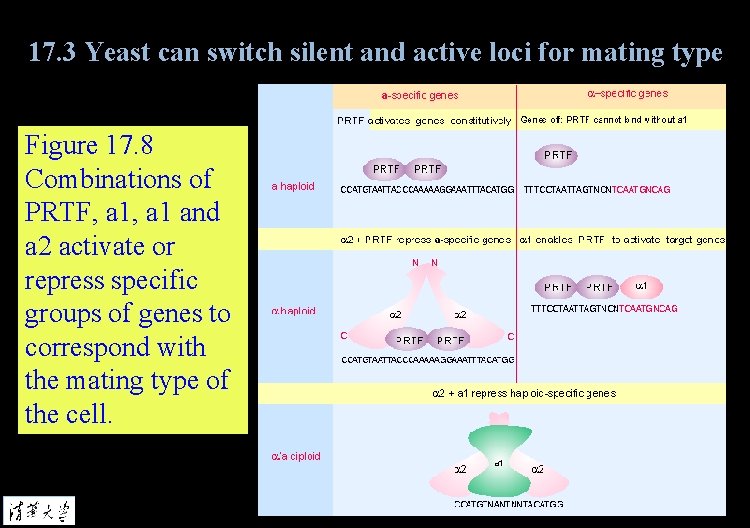 17. 3 Yeast can switch silent and active loci for mating type Figure 17.