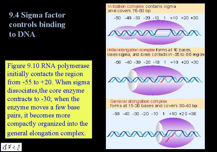 9. 4 Sigma factor controls binding to DNA Figure 9. 10 RNA polymerase initially