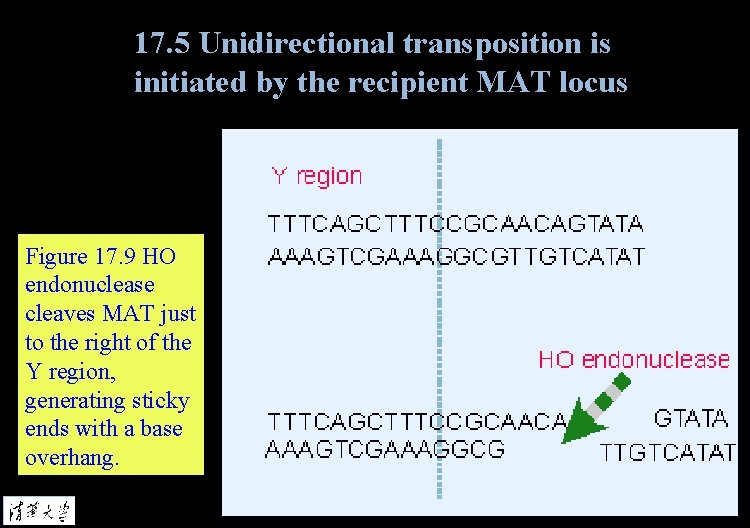17. 5 Unidirectional transposition is initiated by the recipient MAT locus Figure 17. 9