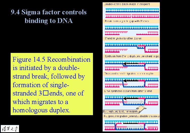 9. 4 Sigma factor controls binding to DNA Figure 14. 5 Recombination is initiated