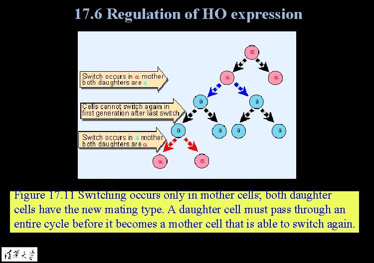 17. 6 Regulation of HO expression Figure 17. 11 Switching occurs only in mother