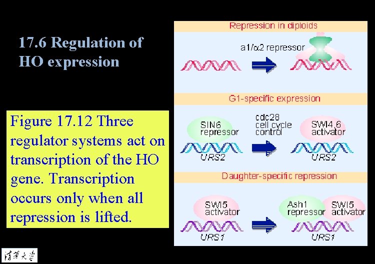 17. 6 Regulation of HO expression Figure 17. 12 Three regulator systems act on