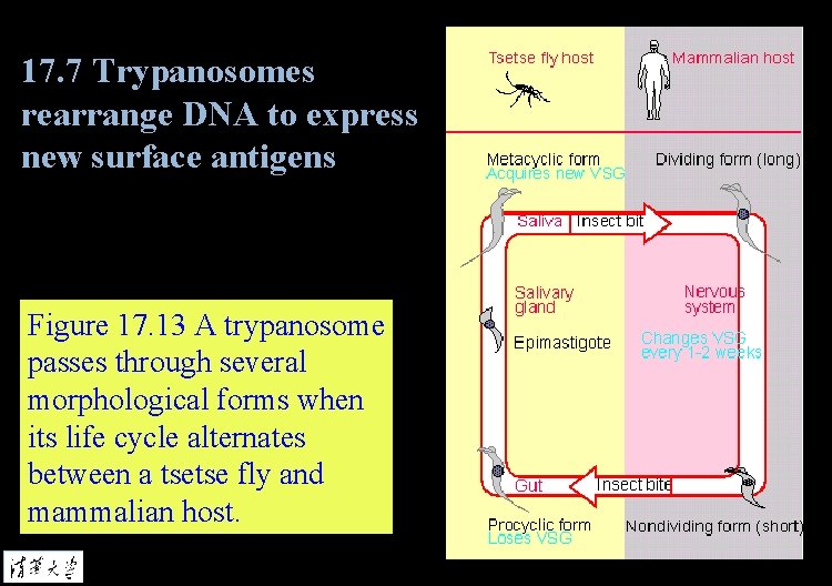 17. 7 Trypanosomes rearrange DNA to express new surface antigens Figure 17. 13 A