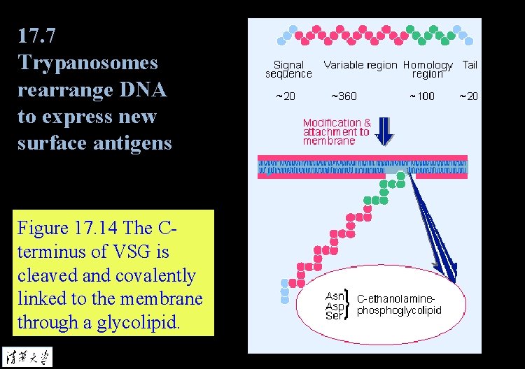 17. 7 Trypanosomes rearrange DNA to express new surface antigens Figure 17. 14 The