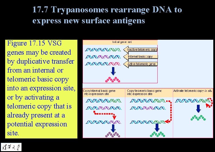 17. 7 Trypanosomes rearrange DNA to express new surface antigens Figure 17. 15 VSG
