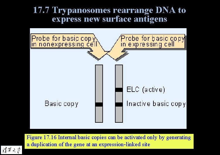 17. 7 Trypanosomes rearrange DNA to express new surface antigens Figure 17. 16 Internal